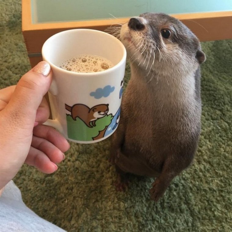 Выдра с кофе