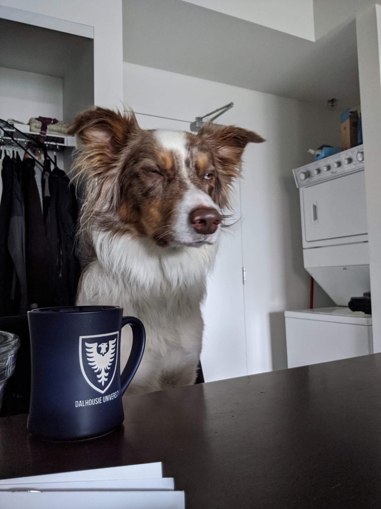 Утренние собаки