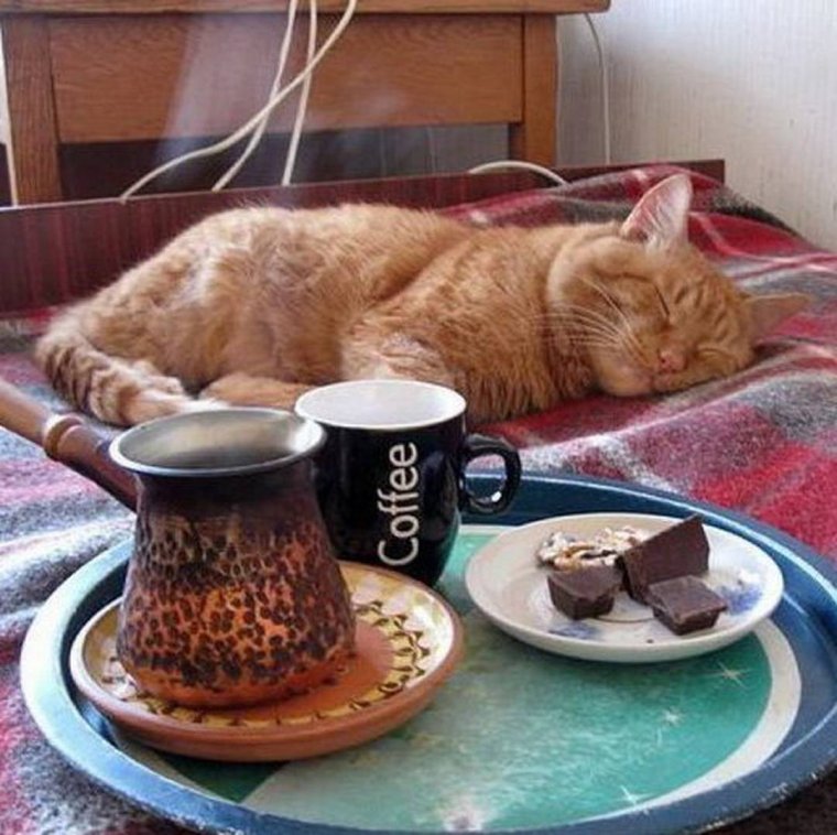 Кот завтрак в постель