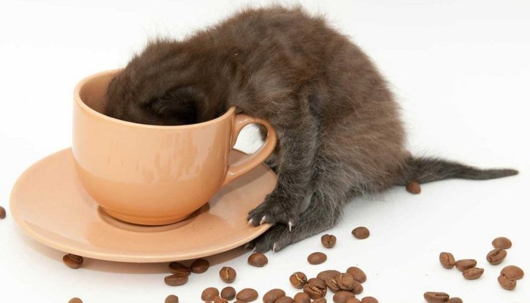 Черный кот и кофе