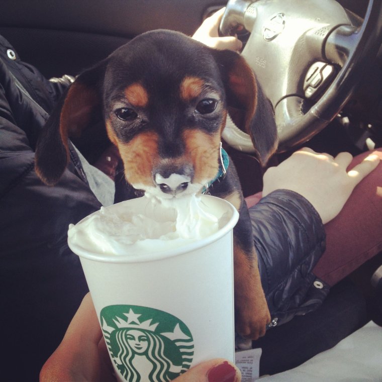 Собака с кофе