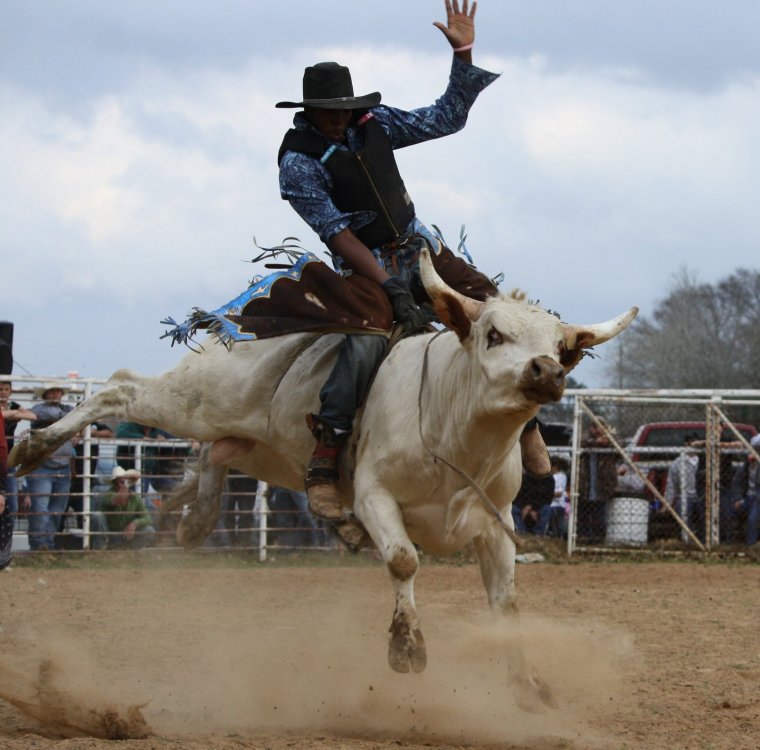 Лошадь карикатура