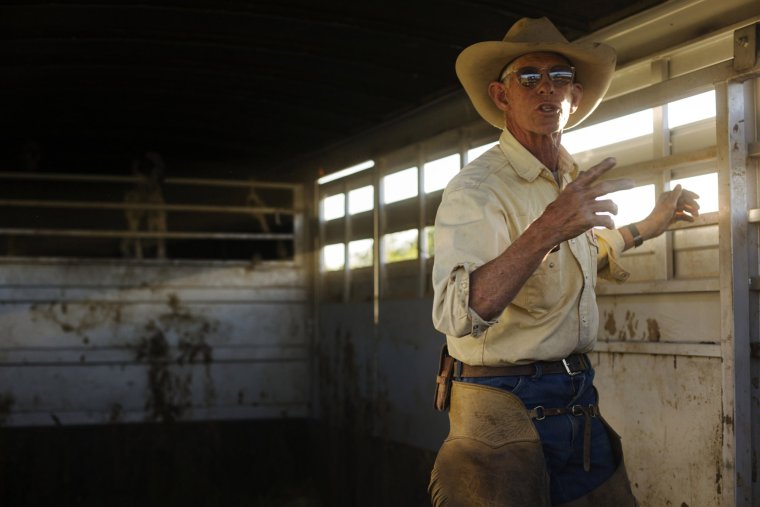 Скачки на овцах