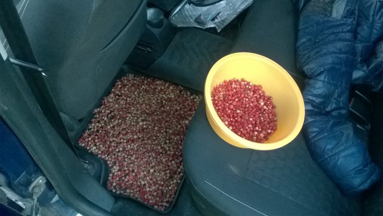 Картинки две бутылки вина в машине Рено Логан