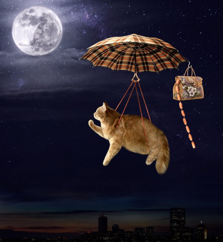 Обсерватория юмор