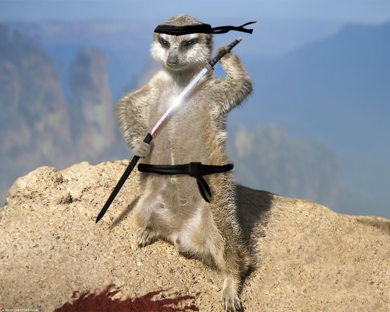 Сурикат в очках