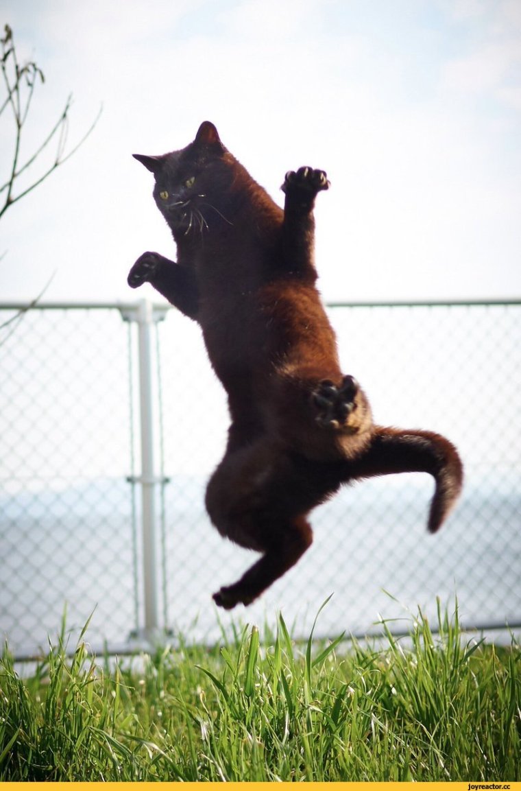 Кот в боевой стойке