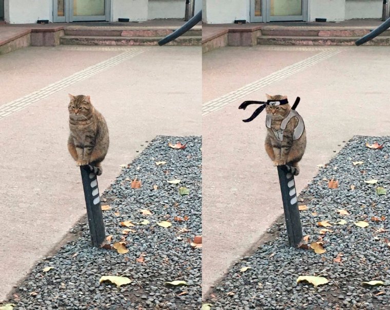 Кот сидит столбиком