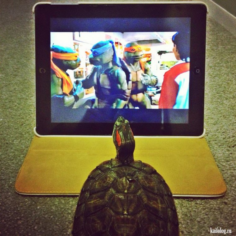 Черепашка прикольные картинки мотивация