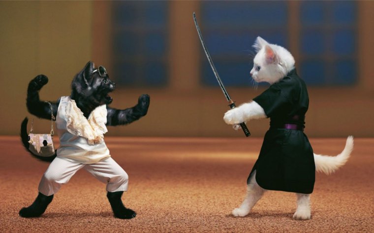 Кот каратист