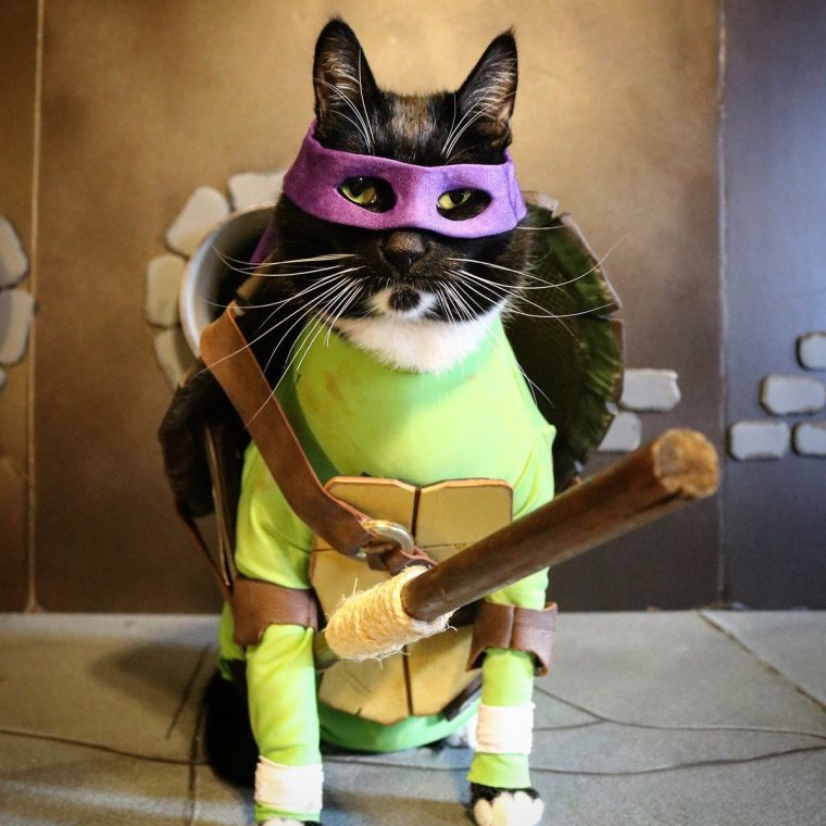 Кот косплей