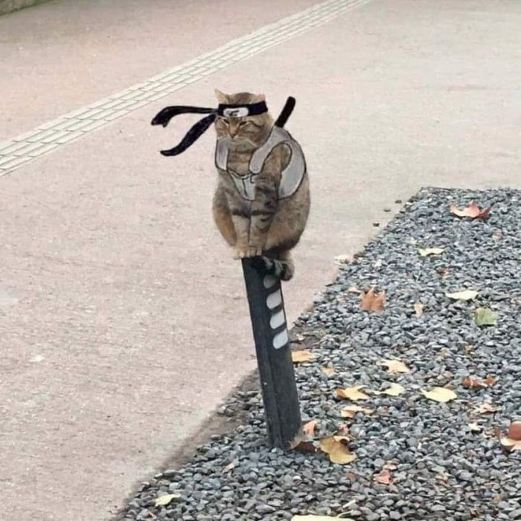 Кот сидит на столбе