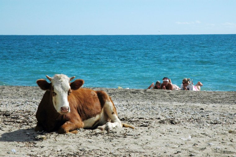 Шашлык прикольные