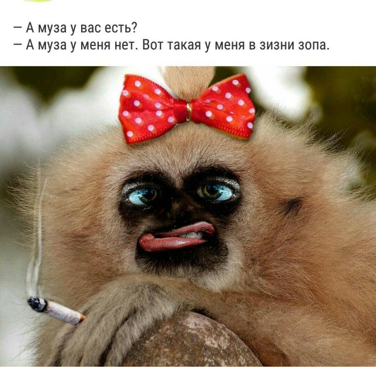 Приколы ленка обезьяна