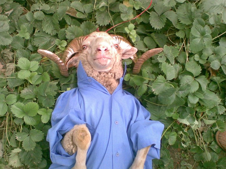 Человек баран