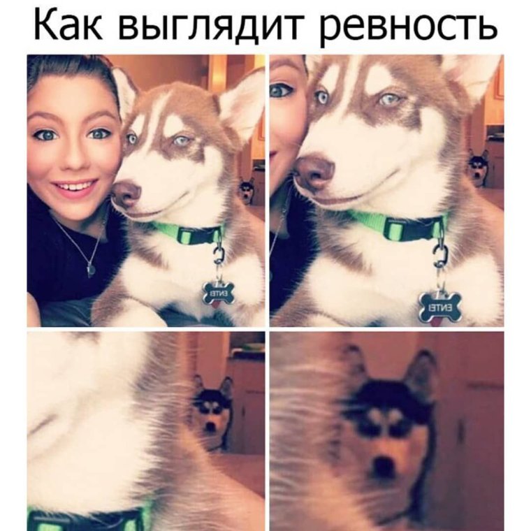Собака ревнует