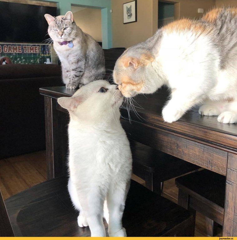 Ревнивый кот