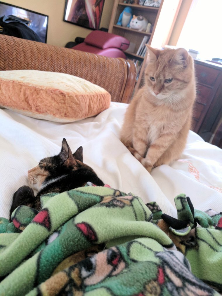 Зависть кота