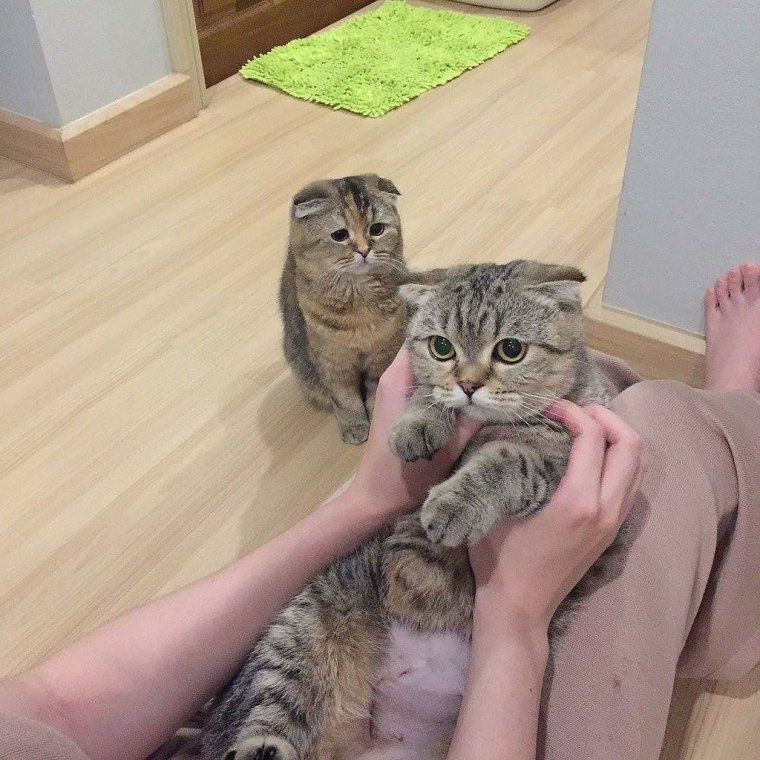 Ревность кота