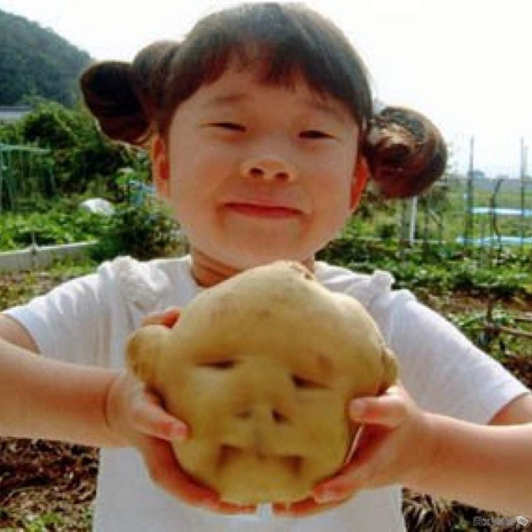 Картошка похожая на человечка