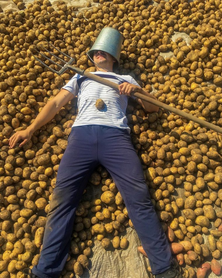 Копать картошку