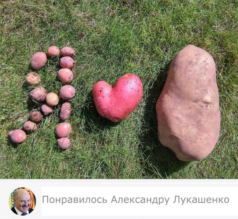 Картошка прикол