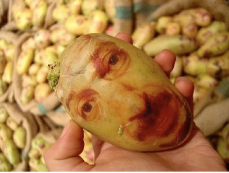 Живая картошка