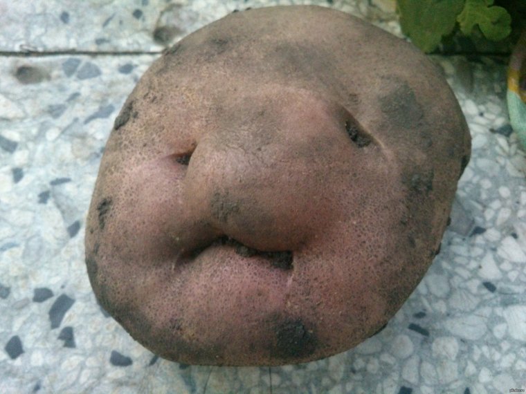 Смешные мемы про картошку