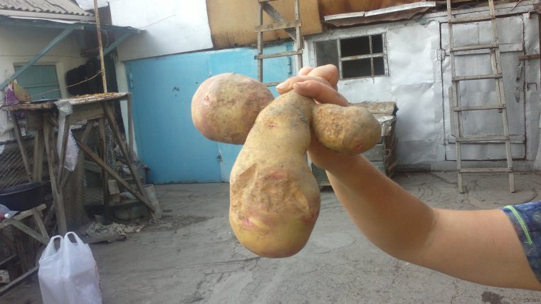 Бульба смешная