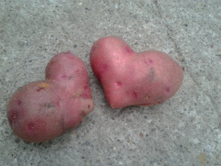 Картофель причудливой формы