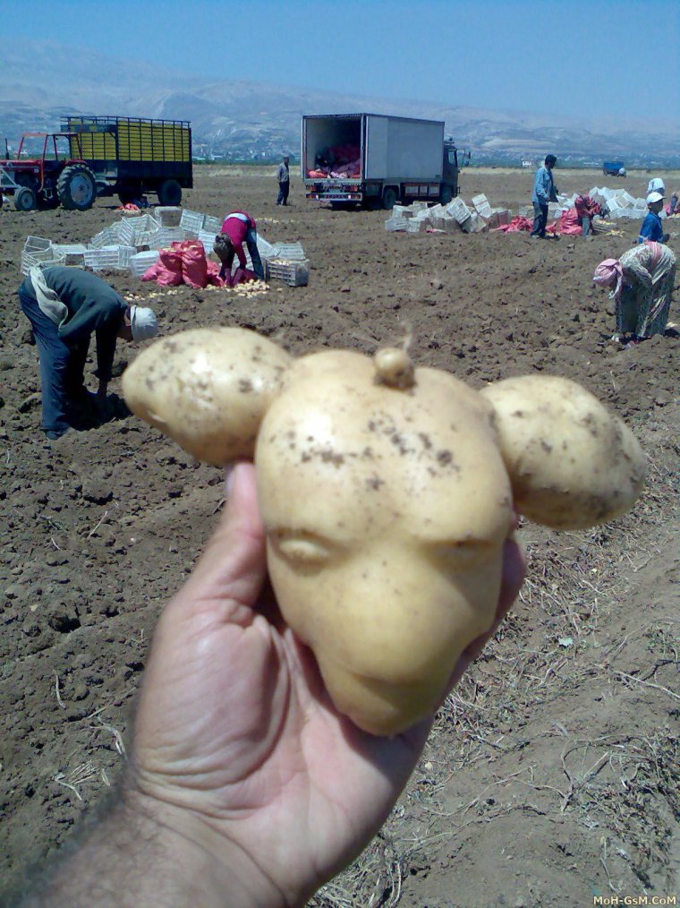 Необычный картофель