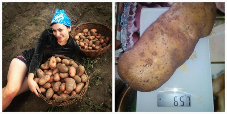 Картошка прикол