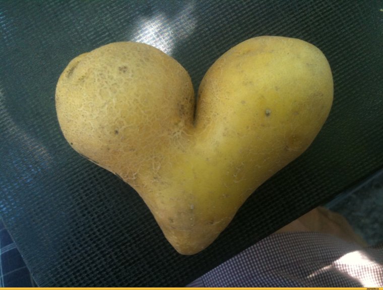 Смешной картофель