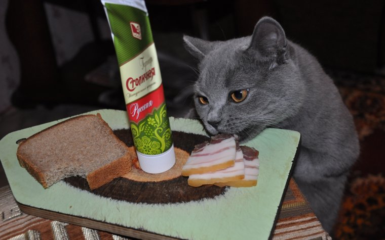 Кот и хлеб с маслом