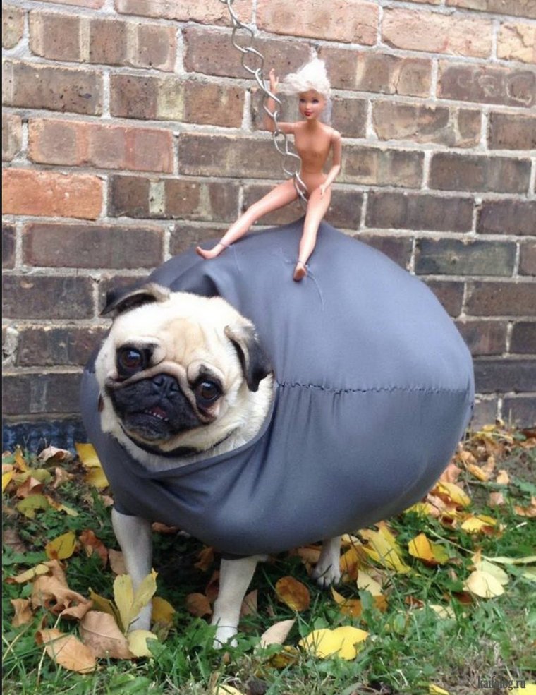 Мопс в костюме