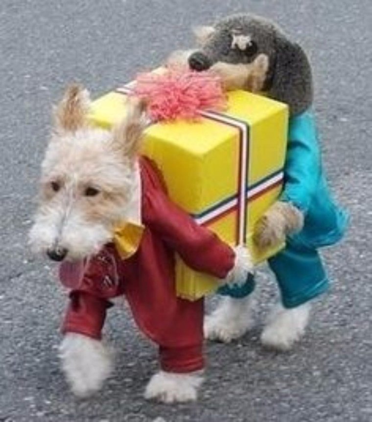 Смешные собачьи костюмы