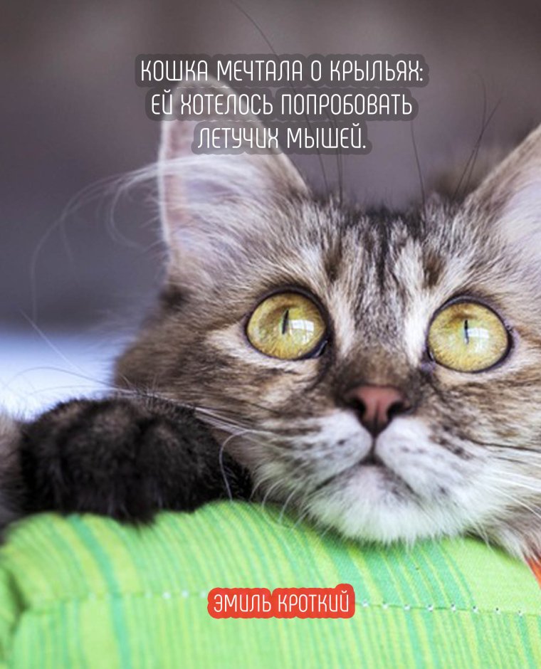 Цитаты про котов