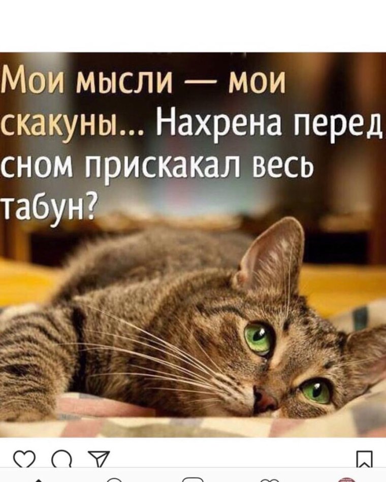 Смешные мысли кота
