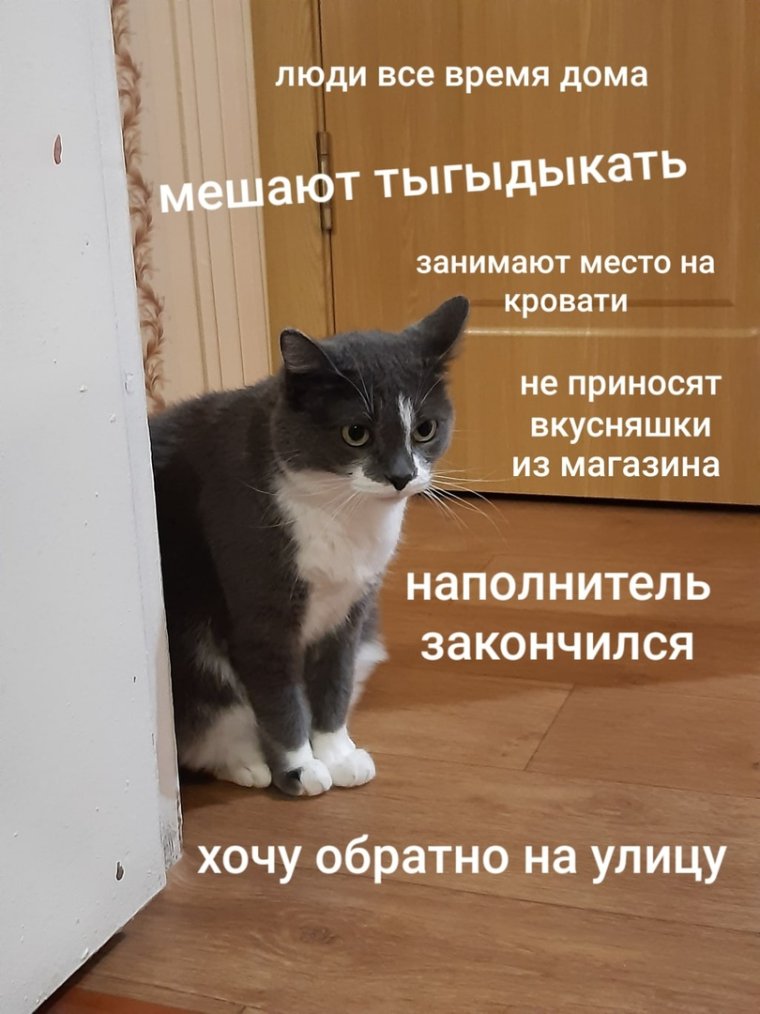 Смешные мысли кота