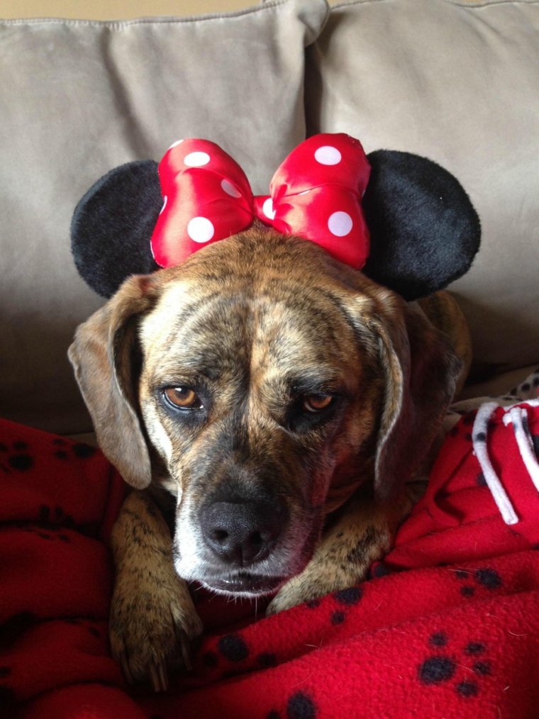 Собака думает