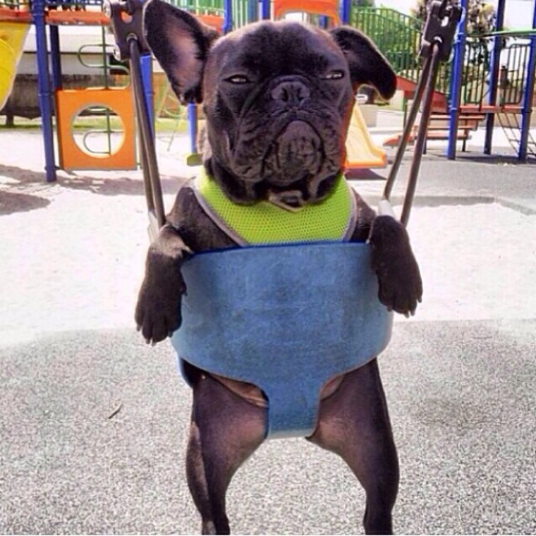 Собака ржака