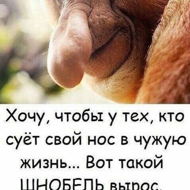 Не суй свой нос в чужую жизнь статусы