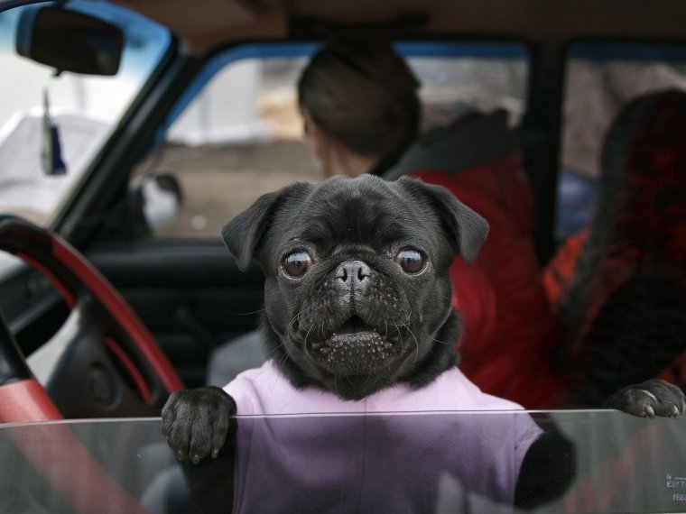 Собака в машине