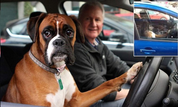 Собака водитель