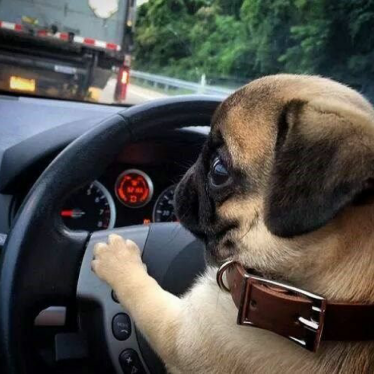 Мопс в машине