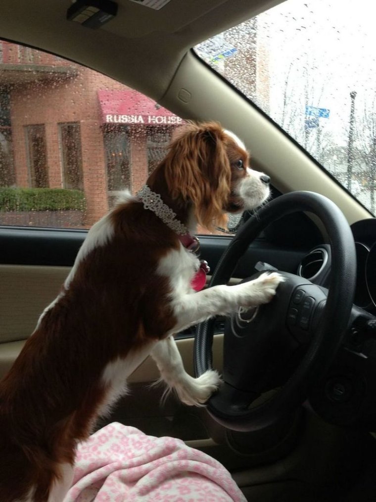 Собака в машине