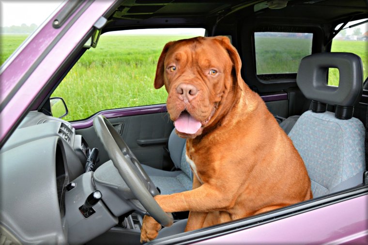 Собака за рулем