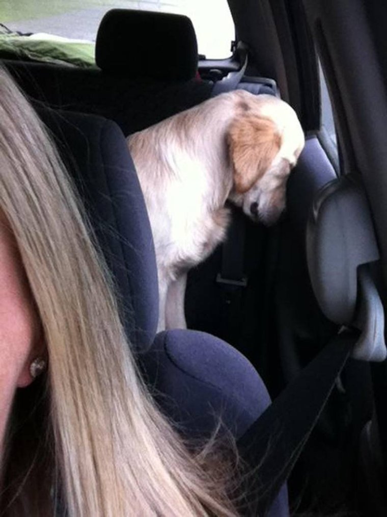 Женщина за рулем смешно