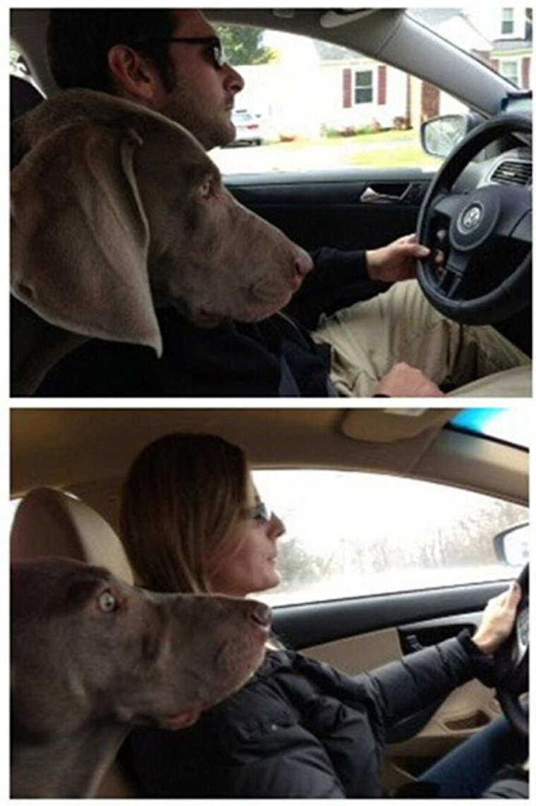 Собака за рулем прикол