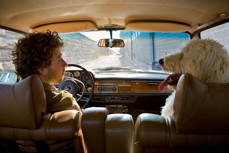 Животные едут на машине